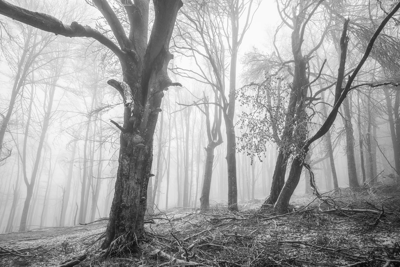 photography, Andras Szabo Zsolt, outdoors, nature, mist, 1080P, monochrome, low saturation, cold, trees, frost, winter, forest