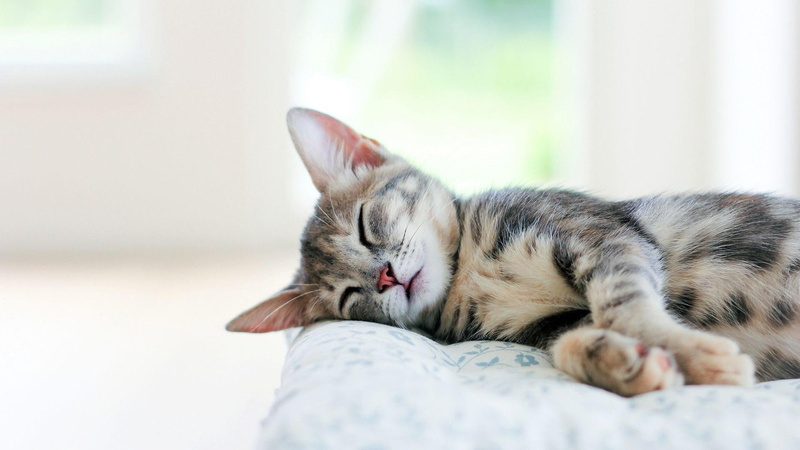 cats, 1080P, sleep, cute