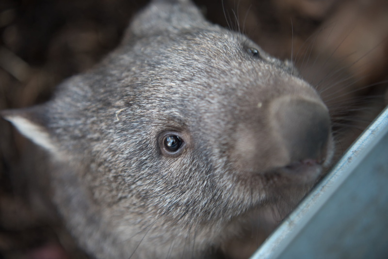 one animal, snout, australia, animal wildlife, tasmania, animals in the wild, wombats, marsupial, selective focus, animal body part, whisker, looking at camera