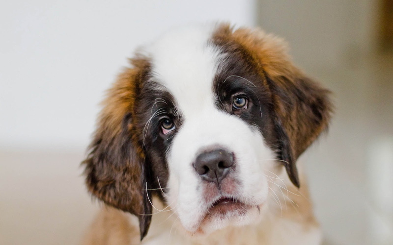 fur, white and brown fur, cute, dog, white, brown, 720P, animal