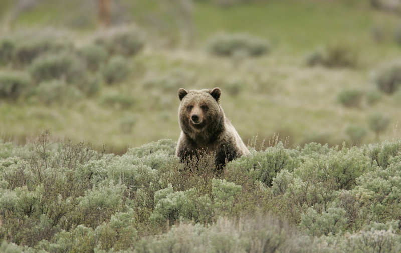 wildlife, wild, america, grizzly bear, brown, no people, field, nature, animals In The Wild, usa, animal themes, mammal, day, animal, looking, bear, sitting
