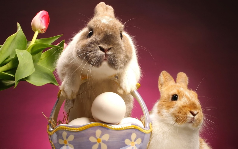 1080P, cute bunny, black, black eyes, cute, adorable, flower, bunny, eggs, eyes