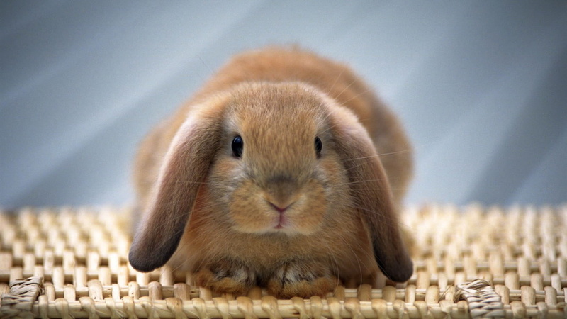 brown, cute bunny, 720P, ear, lovely, long, long ear, bunny, rabbit, cute