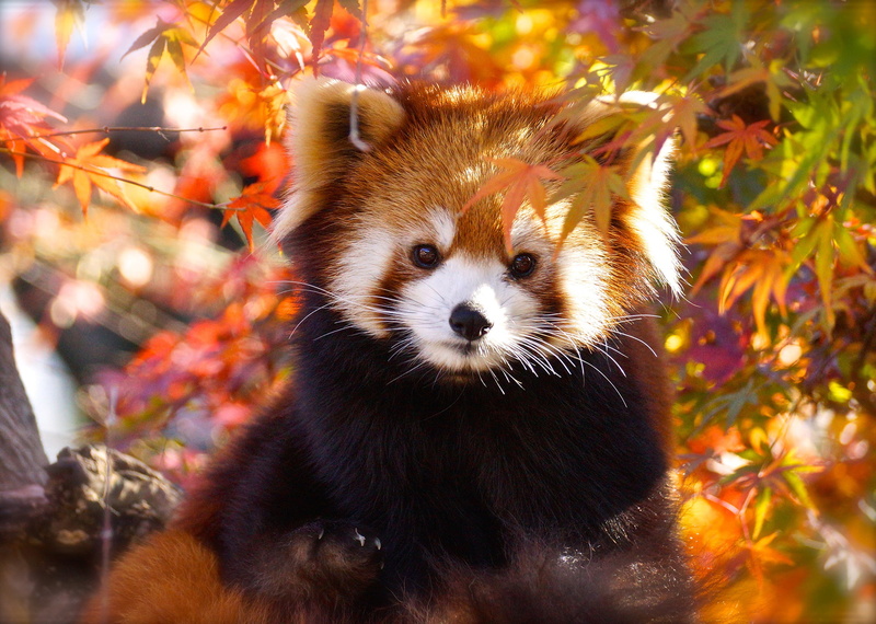 Animal, Wildlife, 1080P, Red Panda, Fall