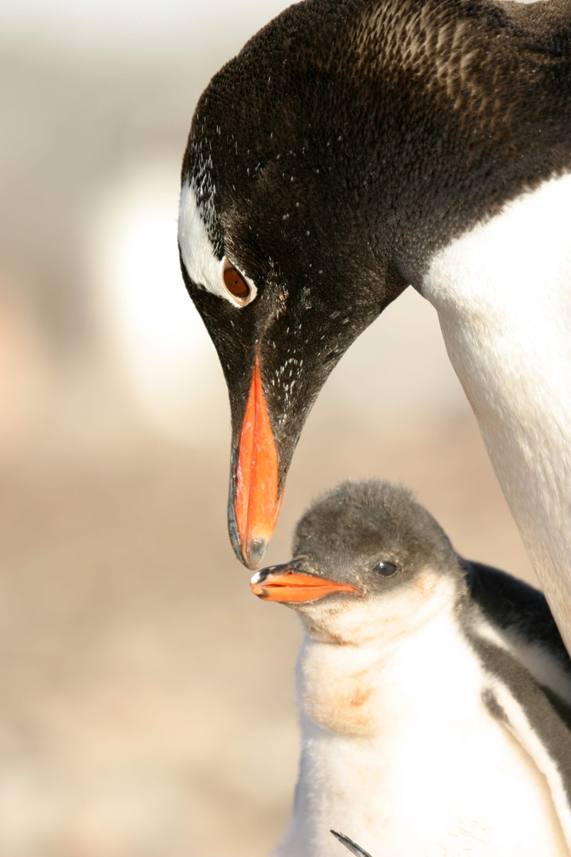 animal wildlife, young bird, no people, black color, focus on foreground, day, young animal, animal body part, animal head, snow, antartica, animal, nature