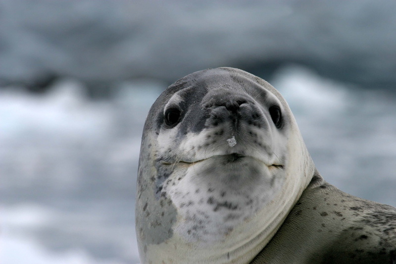 gray, animal head, water, seal - animal, day, lion, photography, whisker, portrait, underwater, no people, sea, animal wildlife, animal body part, mammal