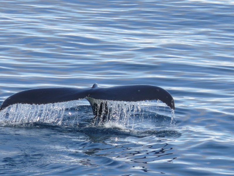 nature, marine, whale, animal themes, animal body part, sea life, aquatic mammal, mammal, day, antartica, animal, no people, animal head, southern ocean