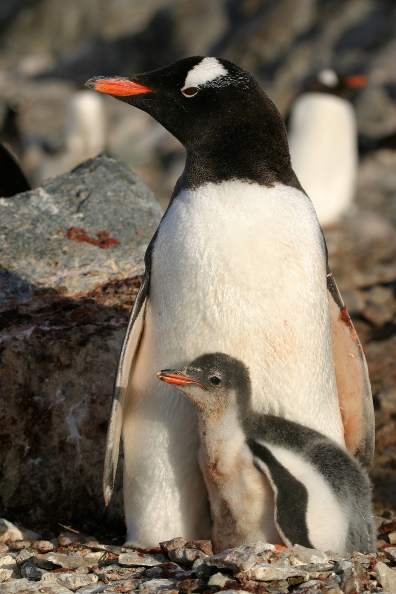 group of animals, 2K, solid, focus on foreground, animal themes, near, penguin, no people, beak, vertebrate, animal, nature, two animals, rock, young animal
