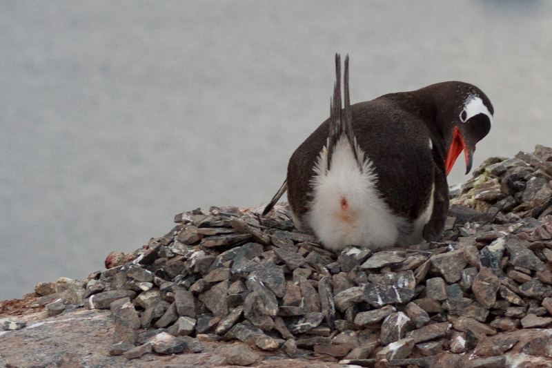 fun, animals in the wild, full length, pets, rock, joy, wild animal, rock - object, 1080P, animal wildlife, mammal, laughing, bird, day, solid, antartica