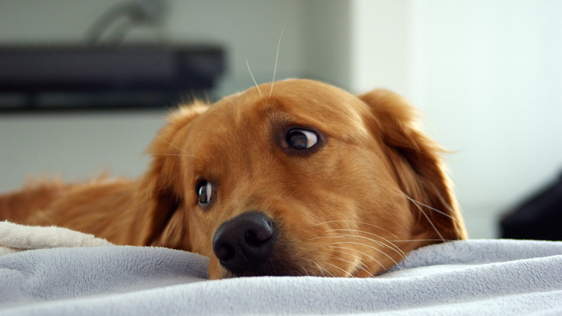 animal, dog, fur, brown, eyes, brown fur, 1080P, cute