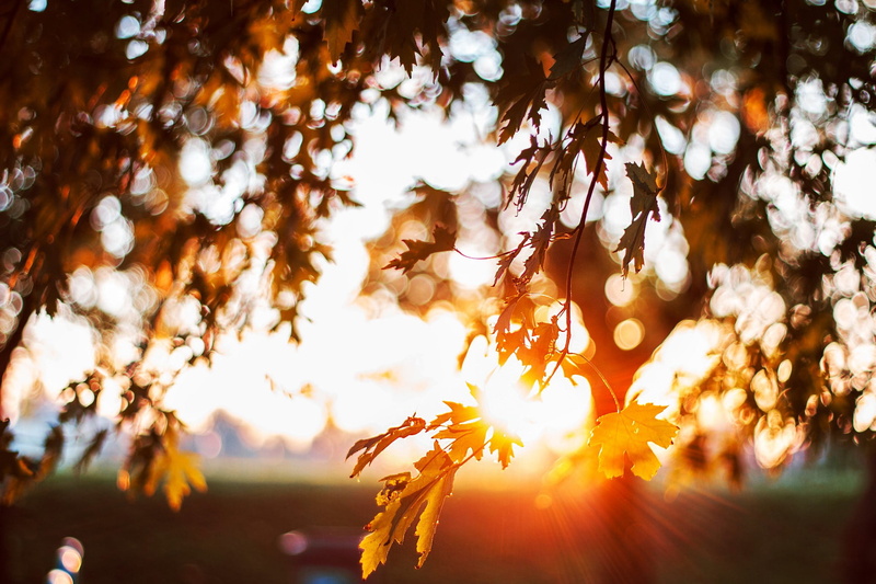branch, plant part, sky, plant, 1080P, beauty in nature, leafed, outdoors, back lit, sunset, streaming, leaf, nature, focus on foreground, lens flare