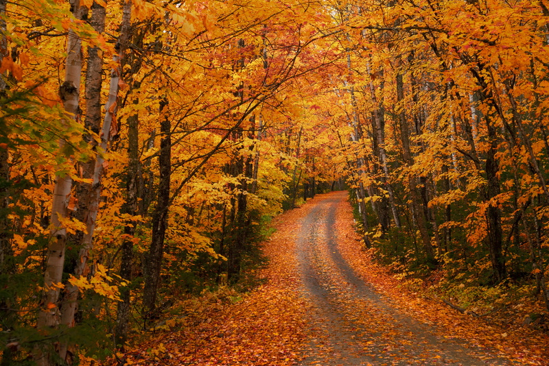 outdoors, tree, orange color, leaf, beauty in nature, plant part, maine, change, path, fall color, autumn collection, new england, journey, forest, direction