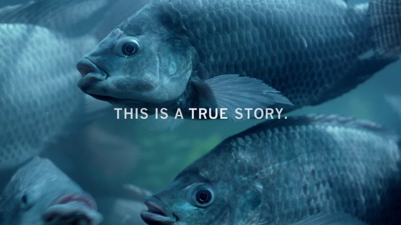 Fish, Movie, Fargo, 1080P