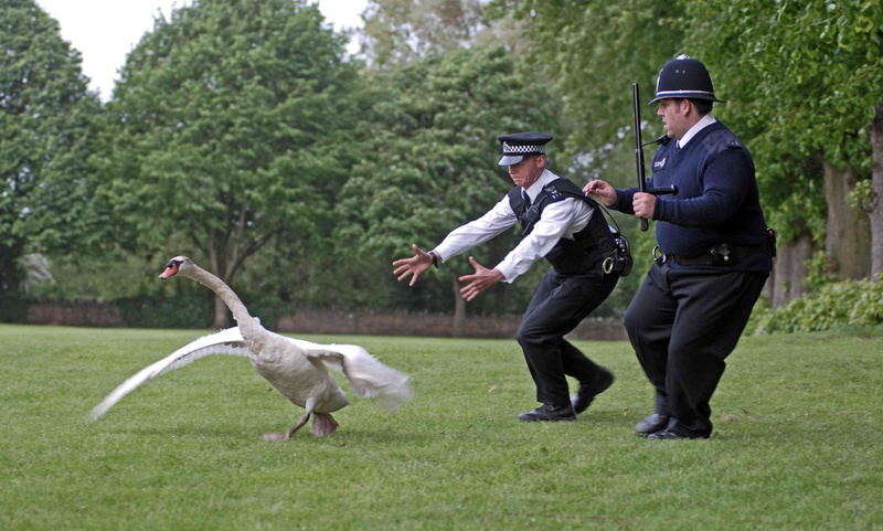 people, day, 4K, mammal, full length, Hot Fuzz, tree, domestic animals, swans, nature, vertebrate, young adult, outdoors, canine, adult, clothing, plant