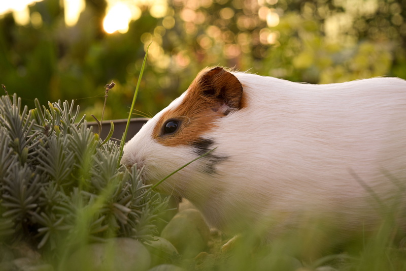 animal, one animal, mammal, day, pet, plant, selective focus, animals in the wild, close-up, profile view, sunlight, nature, design, animal themes, domestic animals