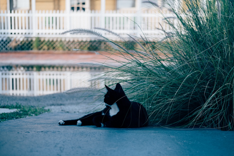 vertebrate, 5K, plants, architecture, reflection, cat, ferrel, dog, relaxation, domestic animals, animal, grass, kitten, day, pets, morning, building exterior
