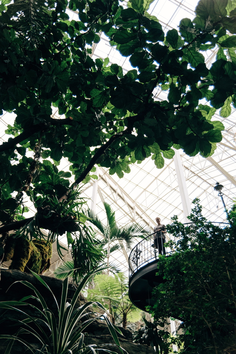flower, wildlife, tree, freshness, outdoors, opryland hotel magnolia entrance, 5K, garden, front or back yard, architecture, nature, leaf, day, greenhouse