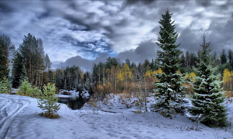 non-Urban Scene, woodland, clouds, outdoors, pine woodland, sky, backgrounds, wilderness Area, vacations, snowy, coniferous Tree, tree, protector, forest