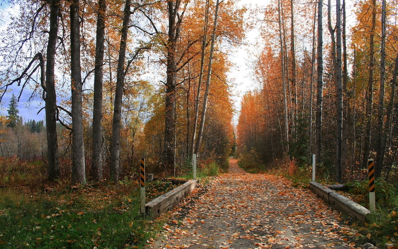 trees, strengthening, leaves, protector, soil, road, autumn, 1080P