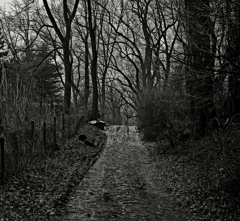 dark, outdoors, bare tree, scary, forest, spooky, tranquil scene, tranquility, scenics - nature, magic, fantasy, direction, scenery, land, no people, evening