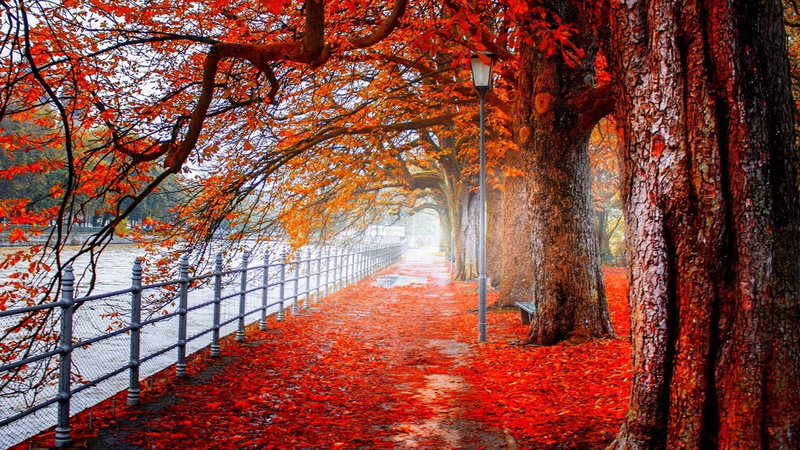 tree, 1080P, autum, lamppost, footway, park, sidewalk, streetlight, red, sun, river