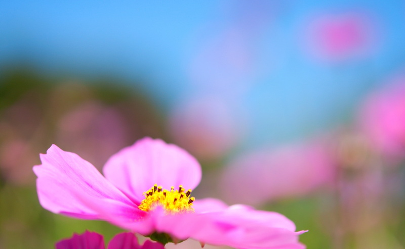 vulnerability, Memorial, bokeh, fragility, Flower, Tokio, close-up, Cosmos, pollination, tachikawa, invertebrate, Japan, pink, no people, akishimashi, pink color