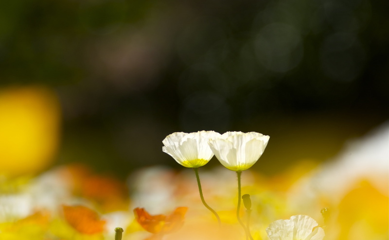 Japan, kinen, petal, canon, mark3, Park, focus on foreground, 4K, Tulip, growth, no people, showa, yellow, flowering plant, Flower, two, white, Asia, day