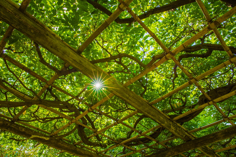 sunlight, directly below, sky, day, growth, streaming, forest, land, 5K, outdoors, plant, no people, tree, sunbeam, tranquility, nature, beauty in nature