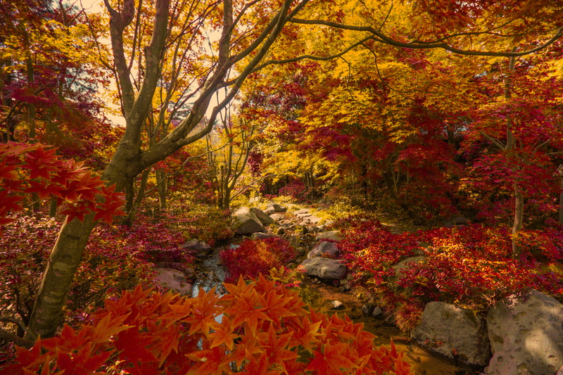 autumn, plant part, 5K, plant, change, maple leaf, multi colored, japan, orange color, tranquility, autumn collection, trees, day, tree, showa kinen park