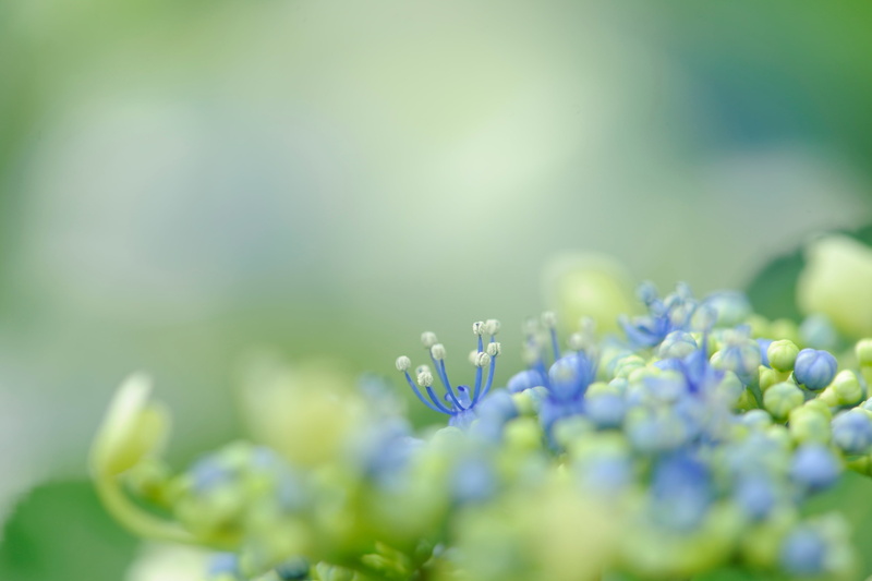 8G, plant, IF, Micro, 105mm, daytime, green, Aichi, 鶴舞, blue, ED, buds, nature, f/2, AF, green Color, Nagoya, Nikon  D3S, Tsuruma park, Hydrangea, 4K