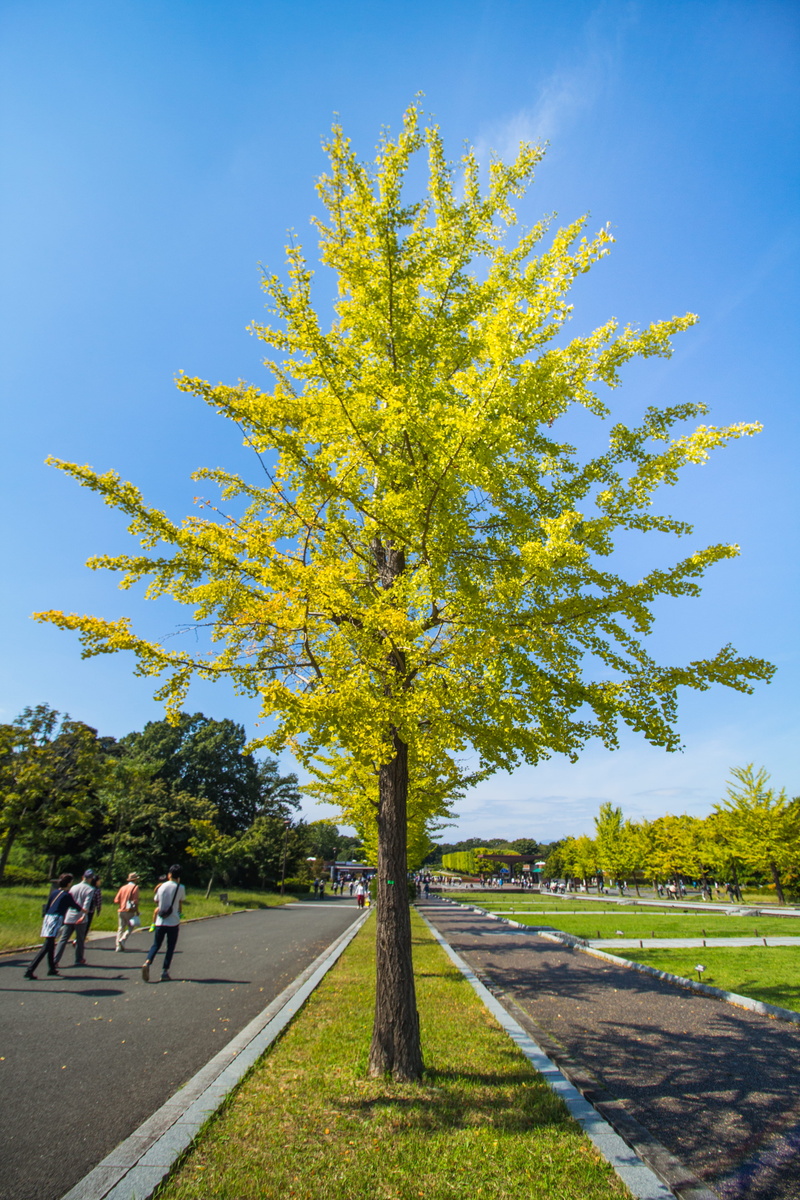 sunlight, blue, growth, change, tree, day, autumn, grass, tachikawa-shi, real people, sky, 5K, nature, showa kinen park, outdoors, yellow, park, lifestyles