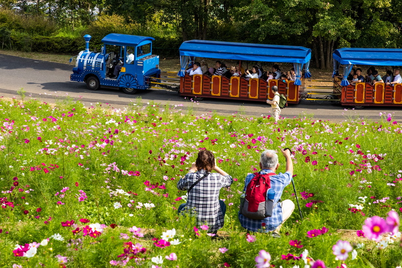 cosmos bipinnatus, flowering plant, outdoors, showa kinen park, rear view, freshness, flower, japan, group of people, plant, mode of transportation, nature