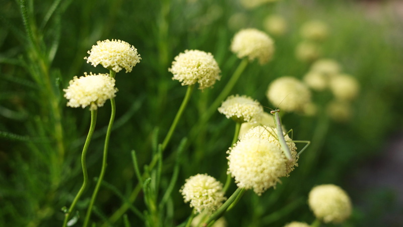 focus on foreground, inflorescence, outdoors, green color, land, botany, flower, softness, 4K, nature, day, beauty in nature, tokyo, japan, tachikawa