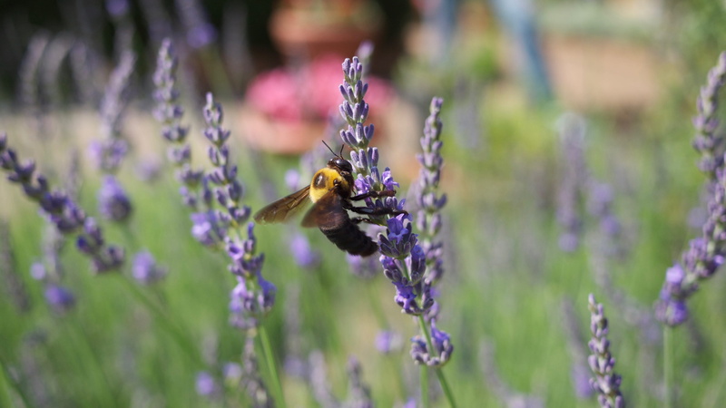 one animal, vulnerability, flowering plant, bumblebee, petal, growth, flower, plant, animals in the wild, fragility, animal themes, animal, pollen, animal wildlife