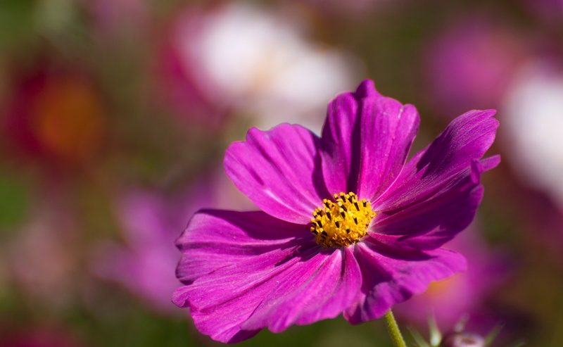 fragility, petal, Cosmos, bokeh, beauty in nature, showamemorialpark, freshness, Flower, Memorial, flowering plant, 2K, tokyoprefecture, akishimashi, growth