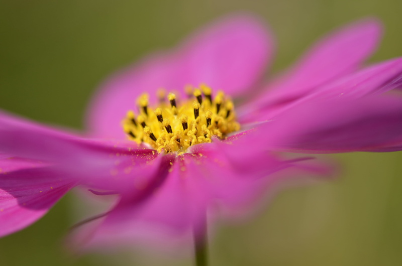 petaled, garden, photo, close-up, 2K, flower, plant, pink, pink Color, nature, マクロ, 東京, ボケ, Showa Memorial Park, bokeh, petal, 东京, close, Tachikawa  Tokyo