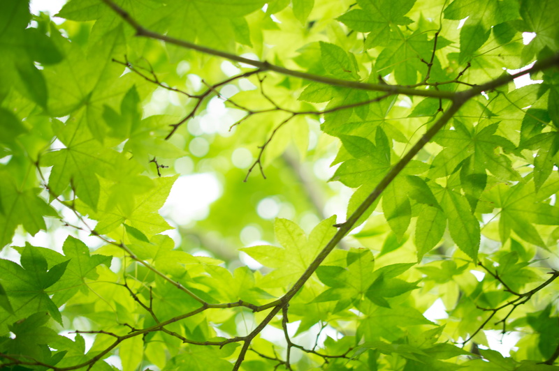 forest, 4K, leafed, leaves  green, green, Park, かえで, Leaf, NIKKOR, backgrounds, plant, 葉, growth, environment, day, woodland, f/1, branch, Nikon AF, tree