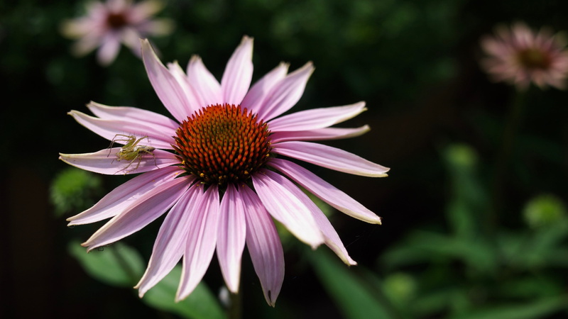 petal, purple, beauty in nature, focus on foreground, showa kinen park, nature, tachikawa, 4K, vulnerability, pink color, pollen, outdoors, japan, inflorescence