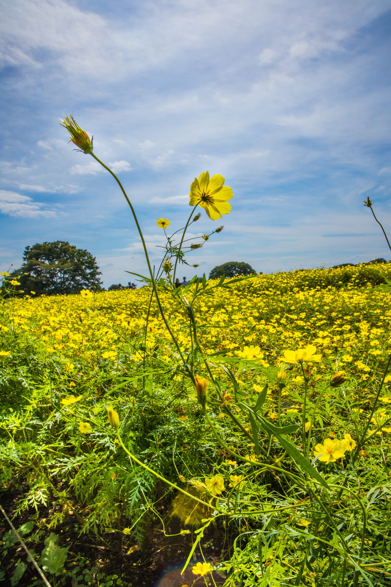 tachikawa-shi, springtime, landscape, tranquility, flowering plant, flower, growth, plant, 5K, field, yellow, land, beauty in nature, cloud - sky, no people