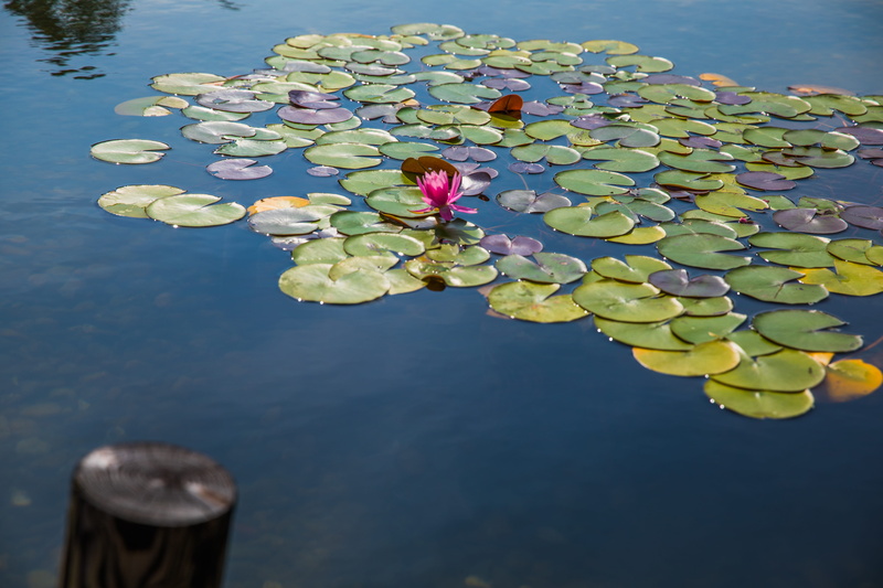 plant part, tachikawa-shi, water, outdoors, floating, 5K, plant, japan, showa kinen park, nature, lily, leaves, water lily, flower, flowering plant, lotus water lily