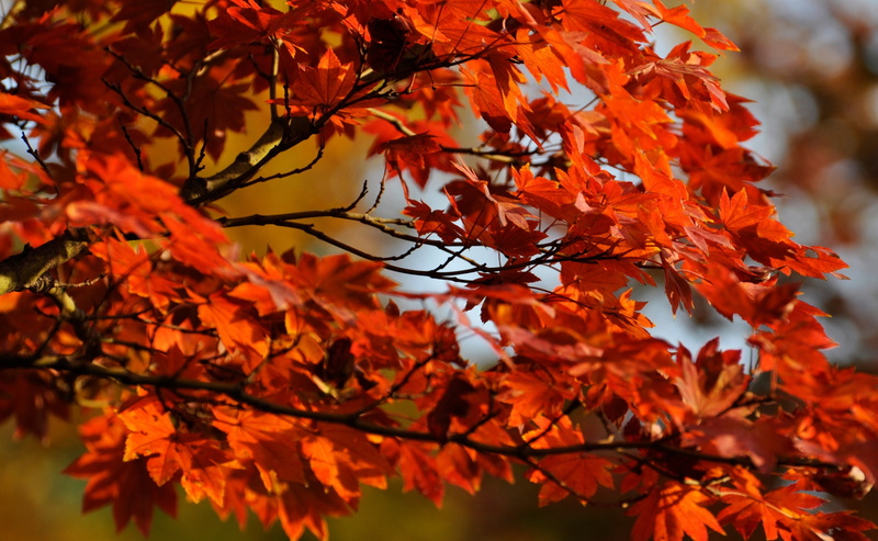 maple leaf, natural condition, showa, no people, growth, change, nikon, Seasons, Tokio, orange color, branch, maple tree, Leaves, plant part, Tree, Orange