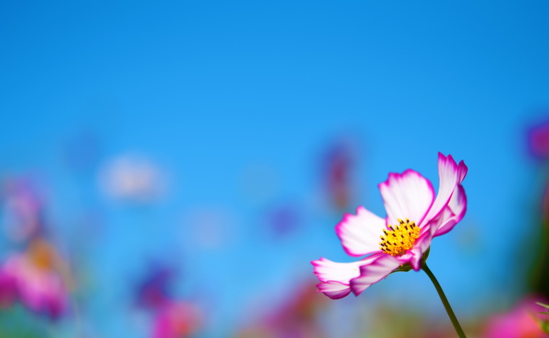 inflorescence, Flower, showamemorialpark, nikon, Macro, focus on foreground, Flowers, pollen, beauty in nature, Plant, pink, 2K, bipinnatus, akishimashi