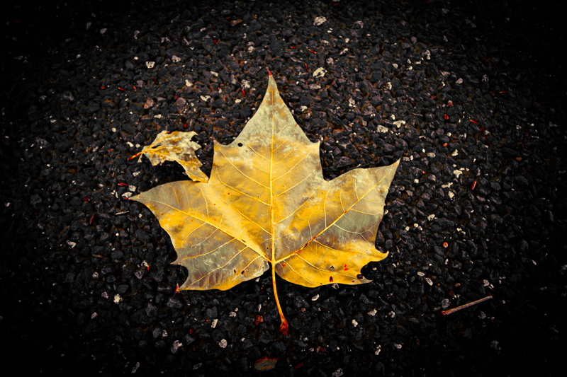 autumn, fragility, showa kinen park, road, autumn collection, leaves, tachikawa-shi, maple leaf, japan, day, yellow, nature, leaf, no people, leaf vein