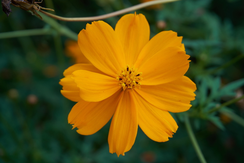 huang, 5K, nature, focus on foreground, cosmos flower, cosmos, pollen, showa memorial park, beauty in nature, growth, flower head, no people, flower, yellow