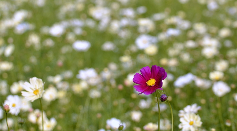 close-up, freshness, vulnerability, flower head, flowering plant, beauty in nature, tokyoprefecture, Explore, tachikawa, Tokyo, Japan, Tokio, Memorial