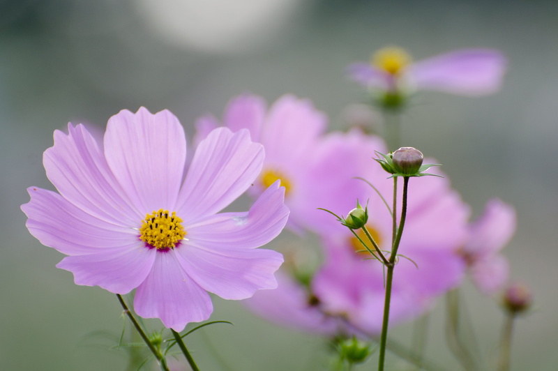 summer, flower, 日本, マクロ, Showa Memorial Park, Nikon  D90, photo, Tokio, 東京, petaled, ボケ, nature, petal, macro, bokeh, purple, garden, 东京, pink Color, plant