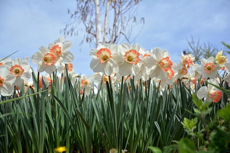 plant, pastel, color image, springtime, white red, botanical, turkey, daytime, vulnerability, peace, season, park, field, flowers, flowering plant, freshness
