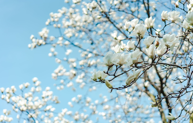 tree, freshness, springtime, outdoors, 8K, accessories, sky, cherry, festival, growth, cherry blossom, focus, close-up, focus on foreground, nature, no people