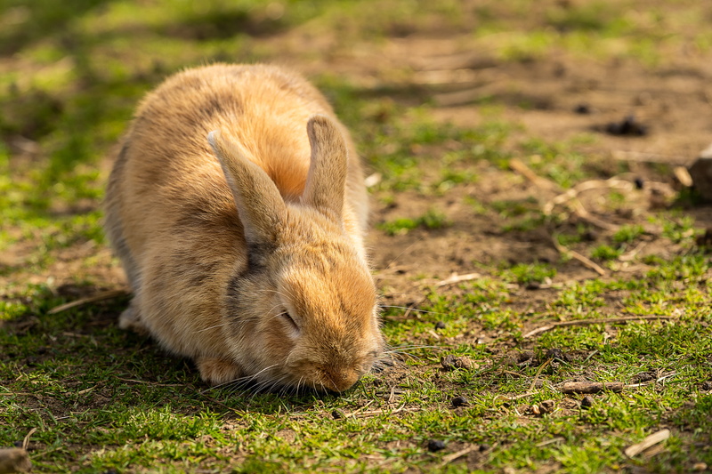 grass, animal, hare, rodent, funny, animal world, äugen, animals in the wild, fur, vertebrate, outdoors, one animal, mammal, rural, easter, eating, animal body part