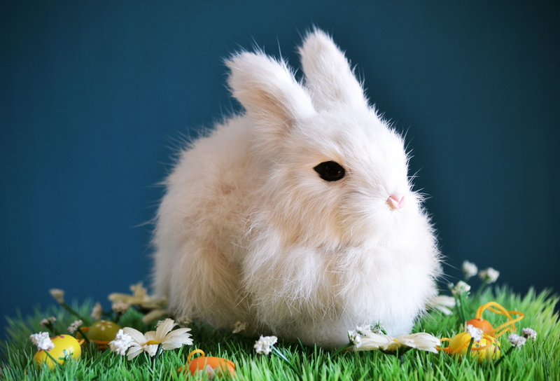 hare, softness, pets, domestic, spring, 4K, mammal, plant, easter, one animal, animal themes, animal, fluffy, close-up, flowering plant, vertebrate, white color